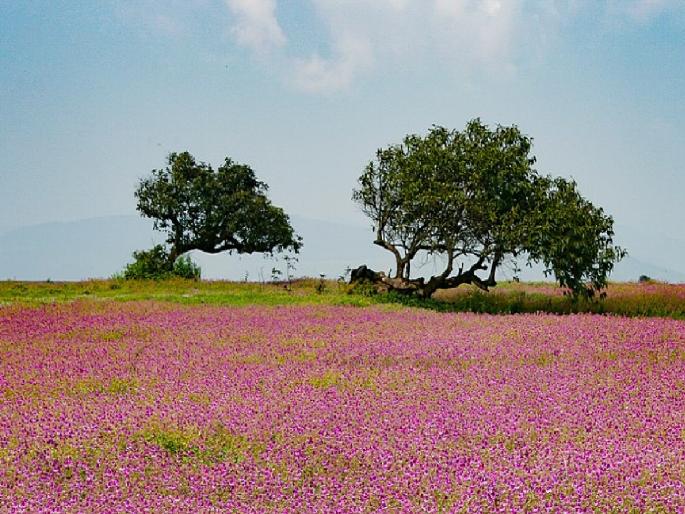 Satara: Flowering season on Kas plateau begins today Tourists have to book online | Satara: कास पठारावरील फुलांचा हंगाम आजपासून सुरू, पर्यटकांना ऑनलाईन बुकिंग करावे लागणार Satara: Flowering season on Kas plateau begins today Tourists have to book online | Satara: कास पठारावरील फुलांचा हंगाम आजपासून सुरू, पर्यटकांना ऑनलाईन बुकिंग करावे लागणार
