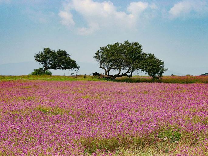 45 thousand tourists 'online' plateau: Kass plateau | ४५ हजार पर्यटक ‘आॅनलाईन’ने पठारावर : कास पठार  45 thousand tourists 'online' plateau: Kass plateau | ४५ हजार पर्यटक ‘आॅनलाईन’ने पठारावर : कास पठार