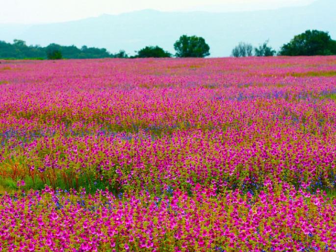 Flowers on Kas plateau will bloom after September 1, Increase in tourism fees | Satara: कासची फुले बहरण्यास अजून अवधी!, पर्यटन शुल्कात वाढ, मोजावे लागणार 'इतके' रुपये