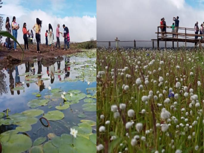 Tourists bloom with colorful flowers on Kas plateau | कास पठारावर विविधरंगी फुलांसह पर्यटकांचा बहर; कुमुदिनीच्या पांढऱ्या कमळांचे आकर्षण Tourists bloom with colorful flowers on Kas plateau | कास पठारावर विविधरंगी फुलांसह पर्यटकांचा बहर; कुमुदिनीच्या पांढऱ्या कमळांचे आकर्षण