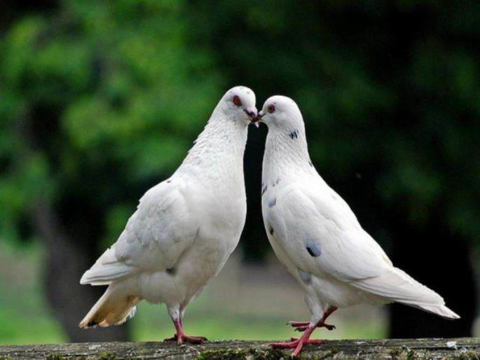 Shocking! Buy six lakh pigeons; Otherwise family members may die | धक्कादायक! सहा लाखांचे कबुतर विकत घ्या; अन्यथा कुटुंबातील व्यक्तींचा मृत्यू होऊ शकतो Shocking! Buy six lakh pigeons; Otherwise family members may die | धक्कादायक! सहा लाखांचे कबुतर विकत घ्या; अन्यथा कुटुंबातील व्यक्तींचा मृत्यू होऊ शकतो