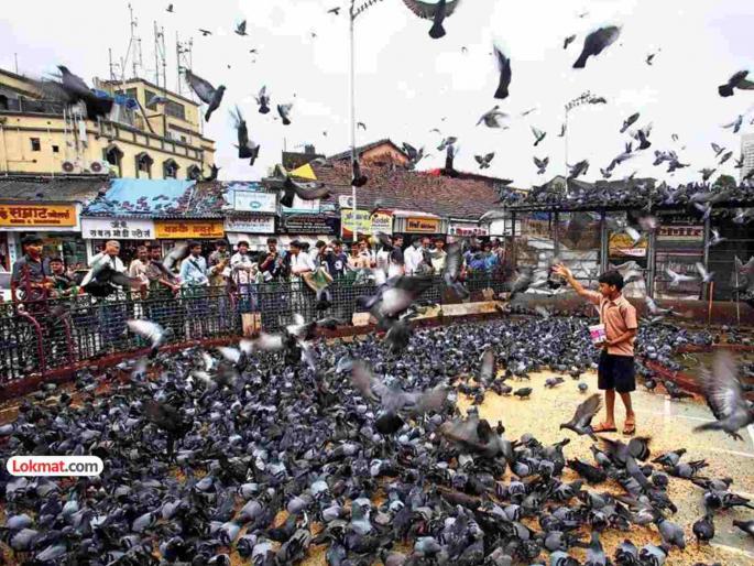 No pigeon house in Mulund Threat of serious diseases Locals protest | मुलुंडमध्ये कबुतरखाना नकोच! श्वसन व गंभीर स्वरूपाच्या आजारांचा धाेका; स्थानिकांची निदर्शने No pigeon house in Mulund Threat of serious diseases Locals protest | मुलुंडमध्ये कबुतरखाना नकोच! श्वसन व गंभीर स्वरूपाच्या आजारांचा धाेका; स्थानिकांची निदर्शने