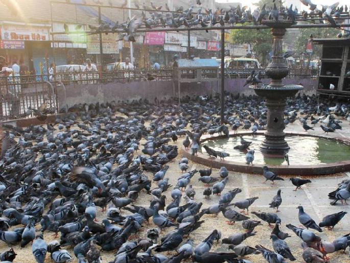 Pigeon loft controversy: Expert committee formed to examine the impact of pigeons on human health | कबुतरखाना वाद: मानवी आरोग्यावर कबुतरांचा परिणाम तपासण्यासाठी तज्ज्ञ समिती गठित Pigeon loft controversy: Expert committee formed to examine the impact of pigeons on human health | कबुतरखाना वाद: मानवी आरोग्यावर कबुतरांचा परिणाम तपासण्यासाठी तज्ज्ञ समिती गठित