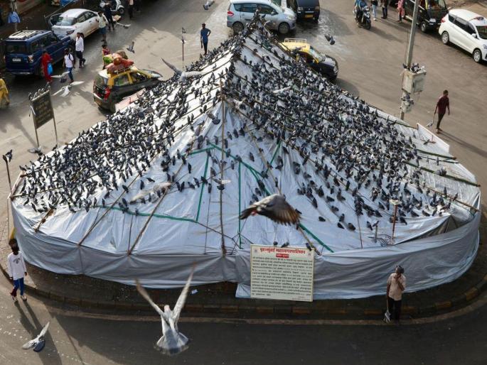 Ministers hold meetings on pigeon houses, but why are they silent on the issue of Mumbai-Goa highway? We don't want promises now, we want safe, fast travel | कबुतरखान्यावर मंत्री बैठक घेतात, पण मुंबई-गोवा महामार्गाच्या प्रश्नावर गप्प का? आता आश्वासने नकोत, सुरक्षित, वेगवान प्रवास हवा Ministers hold meetings on pigeon houses, but why are they silent on the issue of Mumbai-Goa highway? We don't want promises now, we want safe, fast travel | कबुतरखान्यावर मंत्री बैठक घेतात, पण मुंबई-गोवा महामार्गाच्या प्रश्नावर गप्प का? आता आश्वासने नकोत, सुरक्षित, वेगवान प्रवास हवा