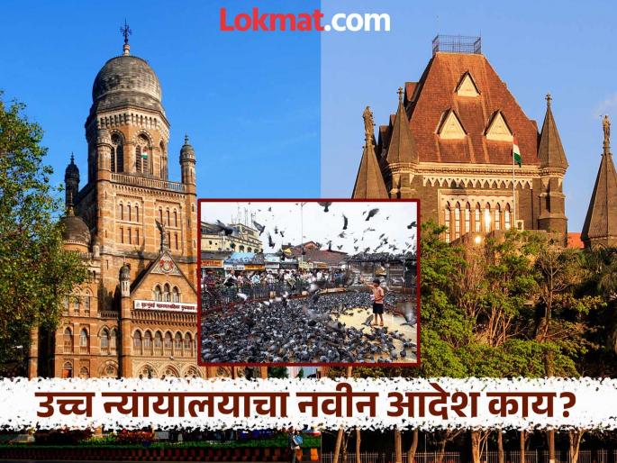 How can you issue such an order? bombay High Court slams Mumbai Municipal Corporation over kabutar khana issue What happened? | Kabutar Khana: 'तुम्ही असा आदेश कसा काढू शकता?', उच्च न्यायालयाने मुंबई महापालिकेला झापले; काय घडलं? How can you issue such an order? bombay High Court slams Mumbai Municipal Corporation over kabutar khana issue What happened? | Kabutar Khana: 'तुम्ही असा आदेश कसा काढू शकता?', उच्च न्यायालयाने मुंबई महापालिकेला झापले; काय घडलं?