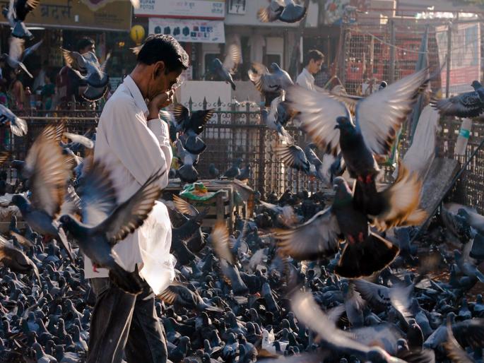 Continue to feed pigeons in a controlled manner until an alternative arrangement is made, Devendra Fadnavis instructs the Municipal Corporation | पर्यायी व्यवस्थेपर्यंत कबुतरांना नियंत्रित खाद्य देत राहा, देवेंद्र फडणवीस यांचे महापालिकेला निर्देश Continue to feed pigeons in a controlled manner until an alternative arrangement is made, Devendra Fadnavis instructs the Municipal Corporation | पर्यायी व्यवस्थेपर्यंत कबुतरांना नियंत्रित खाद्य देत राहा, देवेंद्र फडणवीस यांचे महापालिकेला निर्देश