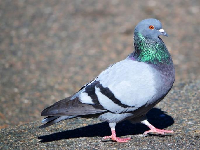 Pillars of Pigeon Duck | कबुतरांची पुणेरी पाटी..  Pillars of Pigeon Duck | कबुतरांची पुणेरी पाटी..
