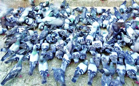 Animal Welfare with the support of the doves | कबुतरांच्या पाठीशी अॅनिमल वेल्फेअर Animal Welfare with the support of the doves | कबुतरांच्या पाठीशी अॅनिमल वेल्फेअर