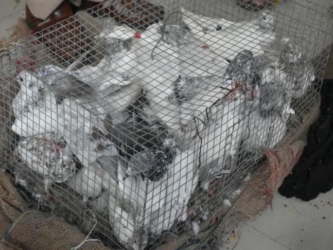 Millions of turnover from doves sold | कबूतर विक्रीतून होते लाखोंची उलाढाल Millions of turnover from doves sold | कबूतर विक्रीतून होते लाखोंची उलाढाल