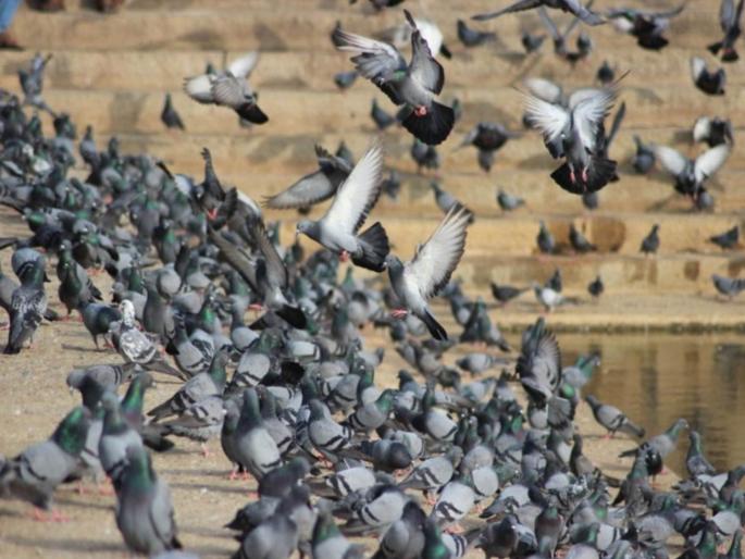 When will the annoying 'fluttering' of pigeons stop asked mumbai muncipalty to kabutarkhana | कबुतरांची त्रासदायक ‘फडफड’ कधी बंद होणार ? याआधी पालिकेनेही दिला होता इशारा When will the annoying 'fluttering' of pigeons stop asked mumbai muncipalty to kabutarkhana | कबुतरांची त्रासदायक ‘फडफड’ कधी बंद होणार ? याआधी पालिकेनेही दिला होता इशारा