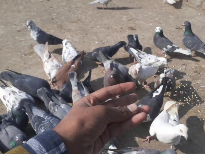 Surveillance on pigeons captured by the Forest Department, offenses related | वनविभागाने ताब्यात घेतलेल्या कबुतरांवर देखरेख, संबंधितावर गुन्हा Surveillance on pigeons captured by the Forest Department, offenses related | वनविभागाने ताब्यात घेतलेल्या कबुतरांवर देखरेख, संबंधितावर गुन्हा