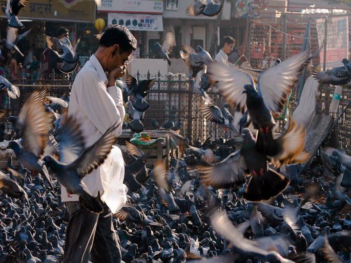Temporary ban on action against pigeon houses at heritage sites | वारसास्थळी कबुतरखान्यांवर कारवाईस तात्पुरती मनाई Temporary ban on action against pigeon houses at heritage sites | वारसास्थळी कबुतरखान्यांवर कारवाईस तात्पुरती मनाई