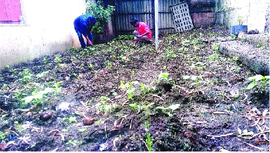 Organic farming of Satara city, waste hand picking | सातारा शहराचा कचरा वेचणारे हात पिक वूलागले सेंद्रिय शेती Organic farming of Satara city, waste hand picking | सातारा शहराचा कचरा वेचणारे हात पिक वूलागले सेंद्रिय शेती