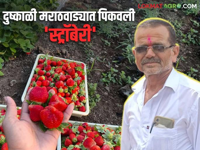 Strawberry Farming: What are you saying! Successful strawberry farming that yields Rs. 1.25 lakh in five gunthas | Strawberry Farming: काय सांगताय! पाच गुंठ्यात सव्वा लाखांचे उत्पन्न देणारी स्ट्रॉबेरीची यशस्वी शेती Strawberry Farming: What are you saying! Successful strawberry farming that yields Rs. 1.25 lakh in five gunthas | Strawberry Farming: काय सांगताय! पाच गुंठ्यात सव्वा लाखांचे उत्पन्न देणारी स्ट्रॉबेरीची यशस्वी शेती