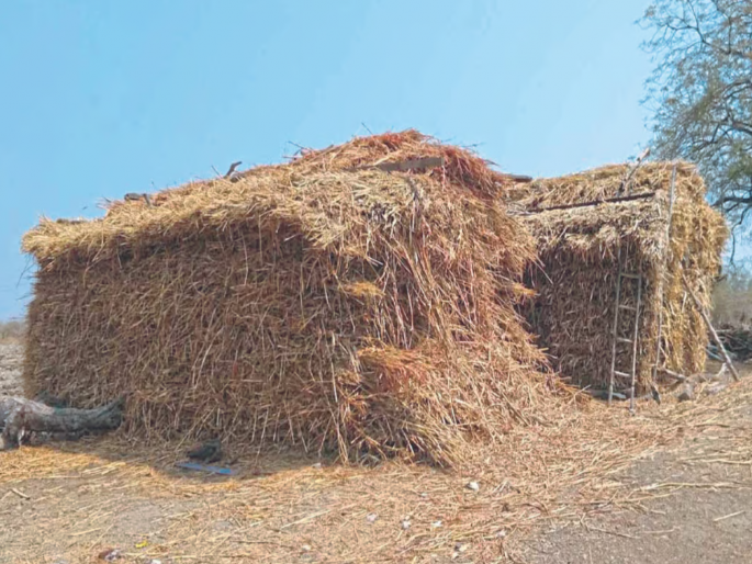 Due to water scarcity, farmer go hunting for fodder; The price of Kadaba Pendi is 20 rupees | पाणीटंचाईमुळे पशूपालकांची चाऱ्यासाठी वणवण; कडब्याच्या पेंडीला २० रुपयांचा भाव Due to water scarcity, farmer go hunting for fodder; The price of Kadaba Pendi is 20 rupees | पाणीटंचाईमुळे पशूपालकांची चाऱ्यासाठी वणवण; कडब्याच्या पेंडीला २० रुपयांचा भाव