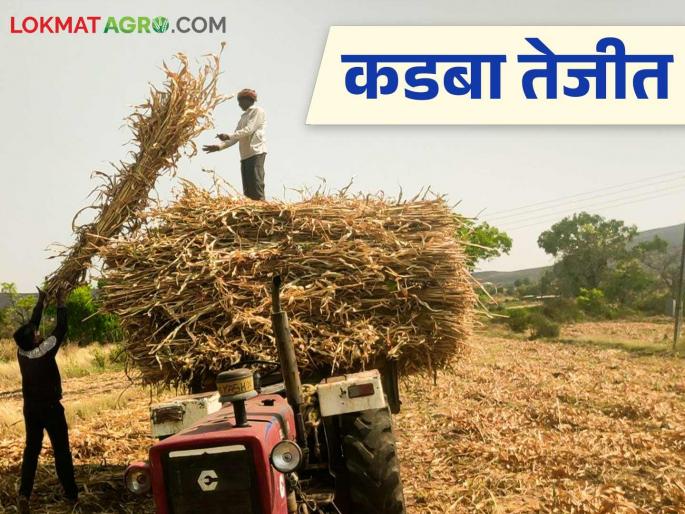 There is a greater demand for sorghum fodder compared to last year; How is the price being achieved? | मागील वर्षीच्या तुलनेत ज्वारीच्या कडब्याला मोठी मागणी; शेकडा कसा मिळतोय दर? There is a greater demand for sorghum fodder compared to last year; How is the price being achieved? | मागील वर्षीच्या तुलनेत ज्वारीच्या कडब्याला मोठी मागणी; शेकडा कसा मिळतोय दर?