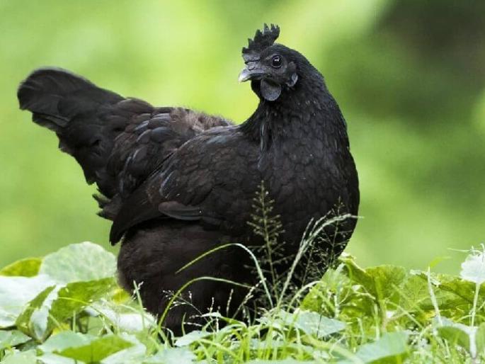 Accused in 'Kadaknath' fraud case also nabbed in Nagpur | ‘कडकनाथ’ फसवणूक प्रकरणातील आरोपींचे नागपुरातदेखील जाळे Accused in 'Kadaknath' fraud case also nabbed in Nagpur | ‘कडकनाथ’ फसवणूक प्रकरणातील आरोपींचे नागपुरातदेखील जाळे