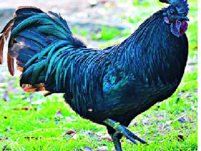 'Kadaknath' is a huge five hundred crore rupees | ‘कडकनाथ’चा तब्बल पाचशे कोटींचा गंडा --: कोंबडी पालनातून फसवणूक 'Kadaknath' is a huge five hundred crore rupees | ‘कडकनाथ’चा तब्बल पाचशे कोटींचा गंडा --: कोंबडी पालनातून फसवणूक