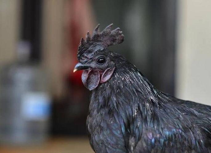 Kadaknath's blow; One and a half crore hit to farmers | कडकनाथचा झटका; शेतकऱ्यांना दीड कोटींचा फटका