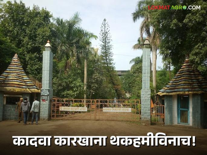 Latest News Agriculture News Nashik's Kadwa Sugar Factory without government guarantee, read in detail  | Agriculture News : नाशिकचा कादवा साखर कारखाना शासनाच्या थकहमीविनाच, वाचा सविस्तर  Latest News Agriculture News Nashik's Kadwa Sugar Factory without government guarantee, read in detail  | Agriculture News : नाशिकचा कादवा साखर कारखाना शासनाच्या थकहमीविनाच, वाचा सविस्तर