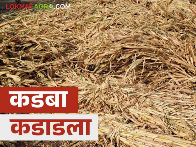 Kadba Bajar Bhav : There is a huge demand for Marathwada's Kadba dry fodder; How is the price being achieved? | Kadba Bajar Bhav : मराठवाड्याच्या कडब्याला मोठी मागणी; शेकडा कसा मिळतोय दर? Kadba Bajar Bhav : There is a huge demand for Marathwada's Kadba dry fodder; How is the price being achieved? | Kadba Bajar Bhav : मराठवाड्याच्या कडब्याला मोठी मागणी; शेकडा कसा मिळतोय दर?