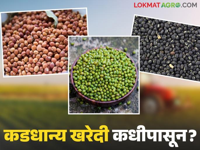 Procurement of moong, urad, soybean and tur soon; farmers should make these preparations before that | मूग, उडीद, सोयाबीन व तुरीची खरेदी लवकरच; त्यापूर्वी शेतकऱ्यांनी 'ही' तयारी करून ठेवा Procurement of moong, urad, soybean and tur soon; farmers should make these preparations before that | मूग, उडीद, सोयाबीन व तुरीची खरेदी लवकरच; त्यापूर्वी शेतकऱ्यांनी 'ही' तयारी करून ठेवा