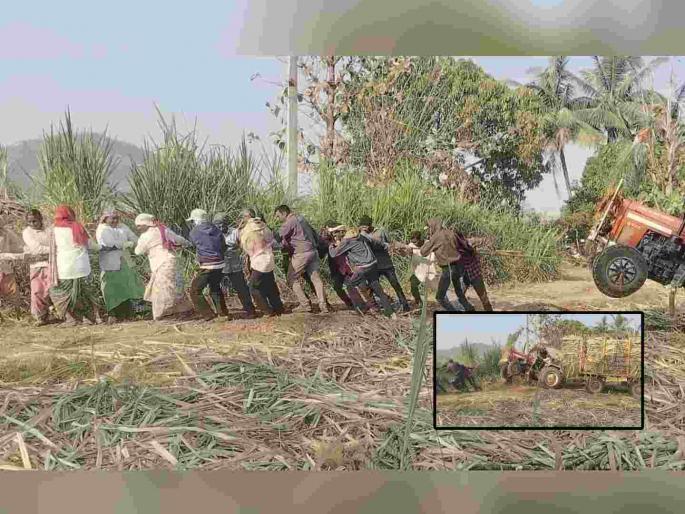 Incredible Effort Sugarcane harvesters used human power instead of another tractor to pull the trolley | ऊसतोड मजुरांची कमाल! ऊसाची ट्रॉली ओढण्यासाठी दुसऱ्या ट्रॅक्टरऐवजी मानवी शक्तीचा वापर Incredible Effort Sugarcane harvesters used human power instead of another tractor to pull the trolley | ऊसतोड मजुरांची कमाल! ऊसाची ट्रॉली ओढण्यासाठी दुसऱ्या ट्रॅक्टरऐवजी मानवी शक्तीचा वापर