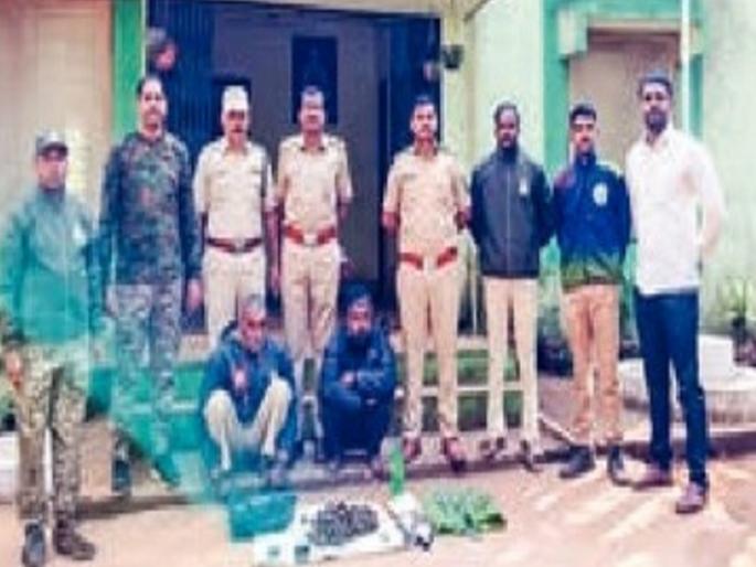 173 Gavathi bombs planted for hunting purposes in Kadgaon forest area of ​​Bhudargad taluka Kolhapur seized by the forest department | Kolhapur News: शिकारीच्या उद्देशाने १७३ गावठी बॉम्ब जंगलात ठेवले, वनविभागाने जप्त केले; दोघांना अटक