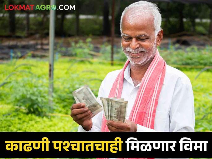 farmers get crop insurance in bank account   | Agriculture Scheme : शेतकऱ्यांनो बँक खात्यात आलाय पीक विमा   farmers get crop insurance in bank account   | Agriculture Scheme : शेतकऱ्यांनो बँक खात्यात आलाय पीक विमा