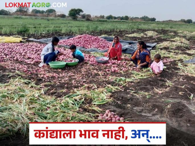 Latest News Kanda Kadhani Onion harvesting approval higher than onion price | Kanda Kadhani : कांद्याला कवडीमोल भाव अन् कांदा काढणीची मजुरी दराच्या पुढे गेली, शेतकरी हैराण  Latest News Kanda Kadhani Onion harvesting approval higher than onion price | Kanda Kadhani : कांद्याला कवडीमोल भाव अन् कांदा काढणीची मजुरी दराच्या पुढे गेली, शेतकरी हैराण