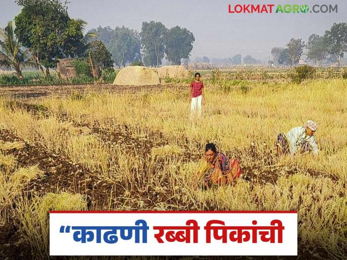 Latest News Rabbi Crop Management see right time to harvest rabi crops see details | Rabbi Crop Harvesting : रब्बी पिके योग्य वेळी काढा, नुकसान टाळा, योग्य वेळ कोणती? वाचा सविस्तर Latest News Rabbi Crop Management see right time to harvest rabi crops see details | Rabbi Crop Harvesting : रब्बी पिके योग्य वेळी काढा, नुकसान टाळा, योग्य वेळ कोणती? वाचा सविस्तर