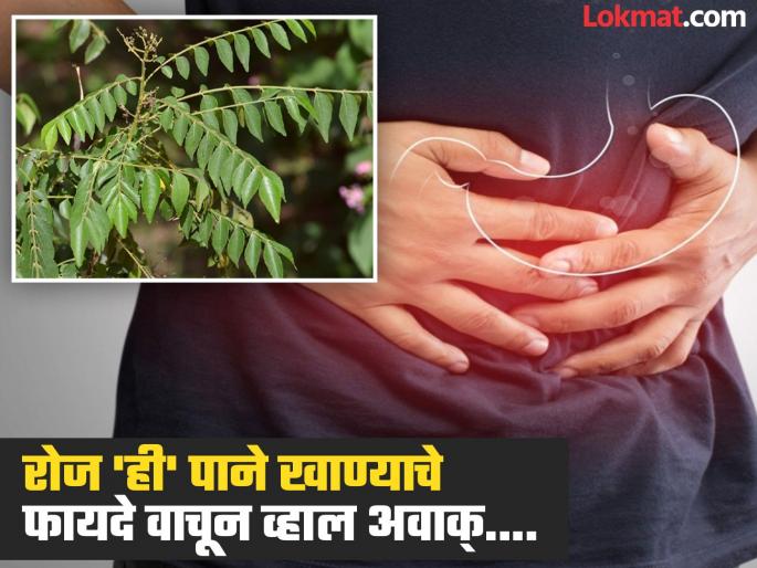 Benefits of chewing curry leaves daily in the morning on empty stomach | रोज सकाळी रिकाम्या पोटी कढीपत्त्याची पाने खाल्ल्याने काय होतं? वाचाल तर रोज खाल... Benefits of chewing curry leaves daily in the morning on empty stomach | रोज सकाळी रिकाम्या पोटी कढीपत्त्याची पाने खाल्ल्याने काय होतं? वाचाल तर रोज खाल...