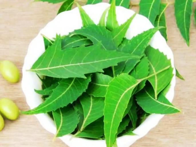Gudi Padwa 2021: Religious and Scientific Significance of Why Sweet Year Bitter Starts with Neem! | Gudi Padwa 2021 : गोड वर्षाची कडू सुरुवात कडुलिंबाने का करतात, याचे धार्मिक आणि शास्त्रीयदृष्ट्या महत्त्व! Gudi Padwa 2021: Religious and Scientific Significance of Why Sweet Year Bitter Starts with Neem! | Gudi Padwa 2021 : गोड वर्षाची कडू सुरुवात कडुलिंबाने का करतात, याचे धार्मिक आणि शास्त्रीयदृष्ट्या महत्त्व!
