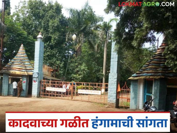 Latest News sugarcane crushing season ends in kadwa sugar factory, with 12.14 percent sugar extraction | Agriculture News : कादवाच्या गळीत हंगामाची सांगता, तब्बल 12.14 टक्के साखर उतारा