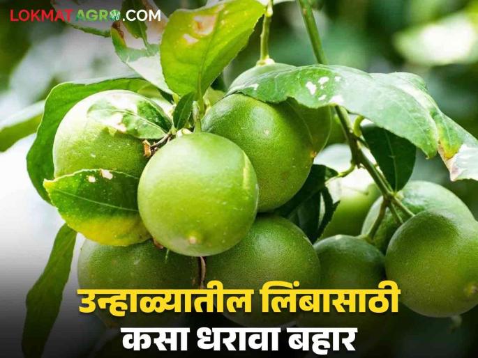Read in detail which bahar to hold to get a good market price for kagzi lemon | कागदी लिंबाला चांगला बाजारभाव मिळण्यासाठी कोणता बहार धरावा वाचा सविस्तर Read in detail which bahar to hold to get a good market price for kagzi lemon | कागदी लिंबाला चांगला बाजारभाव मिळण्यासाठी कोणता बहार धरावा वाचा सविस्तर