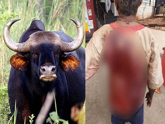 Farmer seriously injured in gaur attack at Khundlapur Sangli | सांगलीतील खुंदलापूर येथे गव्याच्या हल्ल्यात शेतकरी गंभीर जखमी