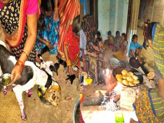 In Uttar Pradesh, a dog gave birth to 9 puppies, the owner threw a party for 400 people | होऊ दे खर्च! डॉगीनं दिला ९ पिल्लांना जन्म; आनंदात मालकिणीची ४०० लोकांना पार्टी In Uttar Pradesh, a dog gave birth to 9 puppies, the owner threw a party for 400 people | होऊ दे खर्च! डॉगीनं दिला ९ पिल्लांना जन्म; आनंदात मालकिणीची ४०० लोकांना पार्टी