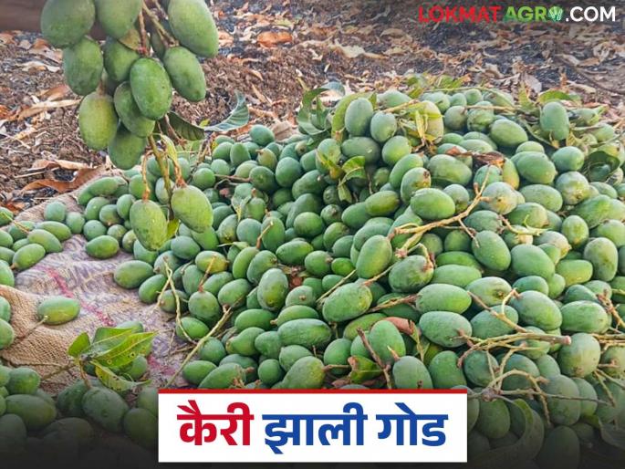 Row Mango: Gavran Mangoes will be sweet for farmers this year; Know the details | Row Mango : शेतकऱ्यांसाठी यंदा कैरी होणार गोड; जाणून घ्या सविस्तर Row Mango: Gavran Mangoes will be sweet for farmers this year; Know the details | Row Mango : शेतकऱ्यांसाठी यंदा कैरी होणार गोड; जाणून घ्या सविस्तर