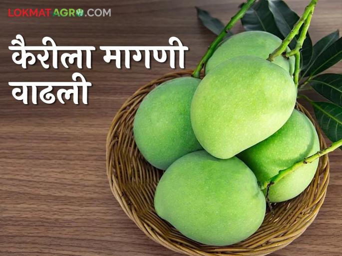 Kairi Bajar Bhav : High demand raw mango for pickles; Low arrivals, will prices increase? | Kairi Bajar Bhav : लोणच्यासाठी कैरीला मोठी मागणी; आवक कमी, दर वाढणार? Kairi Bajar Bhav : High demand raw mango for pickles; Low arrivals, will prices increase? | Kairi Bajar Bhav : लोणच्यासाठी कैरीला मोठी मागणी; आवक कमी, दर वाढणार?