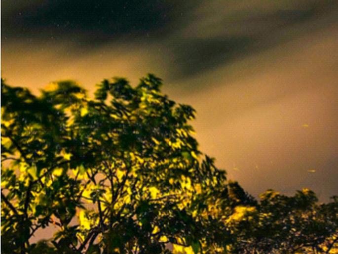 Trees festooned with glistening cherry blossoms and frenzied tourists | लखलखणाऱ्या काजव्यांनी बहरलेली झाडं आणि उन्मत्त पर्यटक Trees festooned with glistening cherry blossoms and frenzied tourists | लखलखणाऱ्या काजव्यांनी बहरलेली झाडं आणि उन्मत्त पर्यटक