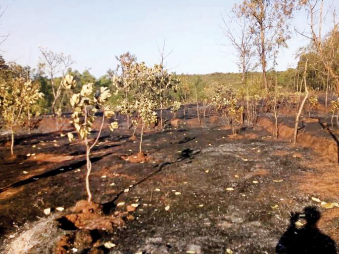 Shortscreating losses of millions of rupees in cashew nuts: Nirvade-Malkarwadi incident | शॉर्टसर्किटने काजू कलमे जळाली लाखो रुपयांचे नुकसान : निरवडे-माळकरवाडी माळावरील घटना Shortscreating losses of millions of rupees in cashew nuts: Nirvade-Malkarwadi incident | शॉर्टसर्किटने काजू कलमे जळाली लाखो रुपयांचे नुकसान : निरवडे-माळकरवाडी माळावरील घटना