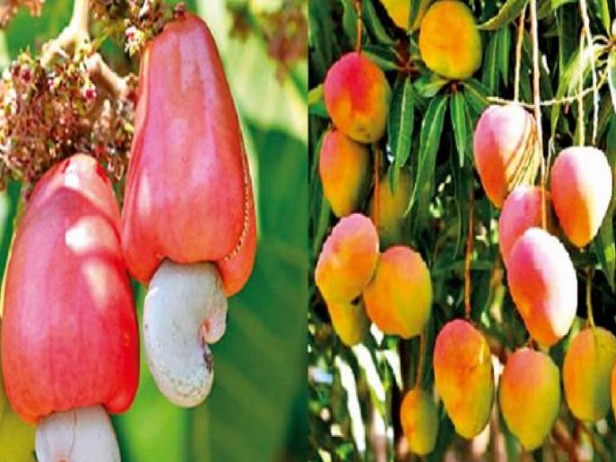 tower crisis on cashew and mango plantation at goa farmers anger in harmal | काजू-आंबा बागायतीवर 'टॉवर'चे संकट; शेतकऱ्यांचा संताप, काम तत्काळ थांबवण्याची मागणी tower crisis on cashew and mango plantation at goa farmers anger in harmal | काजू-आंबा बागायतीवर 'टॉवर'चे संकट; शेतकऱ्यांचा संताप, काम तत्काळ थांबवण्याची मागणी