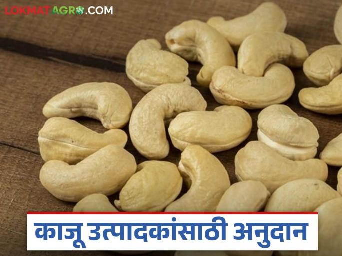Latest News Kaju Bi Anudan Government subsidy for cashew farmers, know the details | Kaju Anudan : काजू उत्पादक शेतकऱ्यांना शासन अनुदान आलं, जाणून घ्या सविस्तर  Latest News Kaju Bi Anudan Government subsidy for cashew farmers, know the details | Kaju Anudan : काजू उत्पादक शेतकऱ्यांना शासन अनुदान आलं, जाणून घ्या सविस्तर
