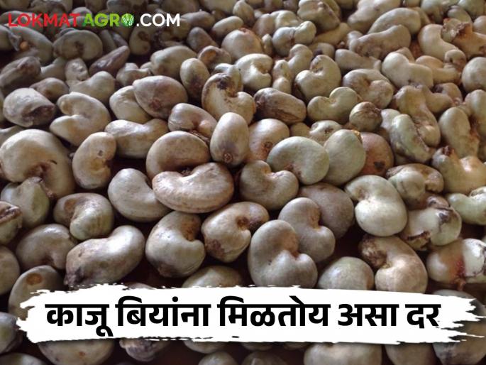 This Cashew Market Turnover of 50 crores from the sale of cashew seeds | Cashew Market या बाजारात काजू बियांच्या विक्रीतून ५० कोटींची उलाढाल This Cashew Market Turnover of 50 crores from the sale of cashew seeds | Cashew Market या बाजारात काजू बियांच्या विक्रीतून ५० कोटींची उलाढाल