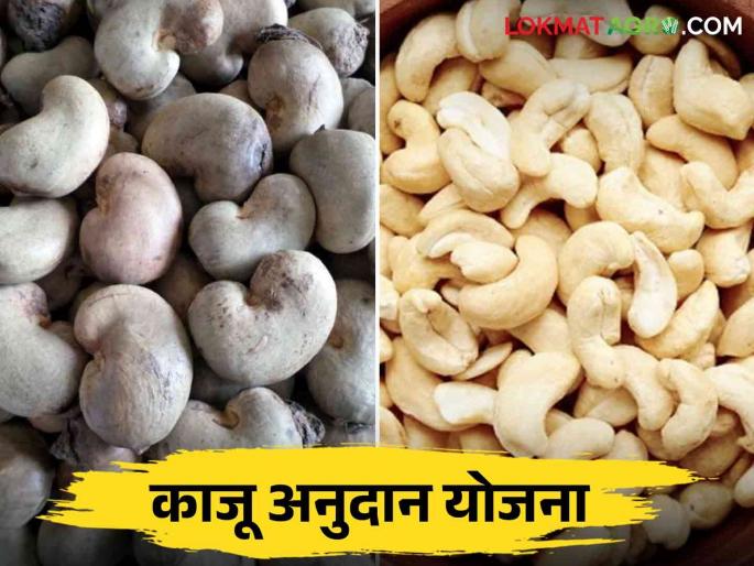 Kaju Bee Anudan Yojana : Extension of cashew seed subsidy scheme for cashew farmers Read more | Kaju Bee Anudan Yojana : काजू उत्पादक शेतकऱ्यांसाठी काजू बी अनुदान योजनेला मुदतवाढ वाचा सविस्तर Kaju Bee Anudan Yojana : Extension of cashew seed subsidy scheme for cashew farmers Read more | Kaju Bee Anudan Yojana : काजू उत्पादक शेतकऱ्यांसाठी काजू बी अनुदान योजनेला मुदतवाढ वाचा सविस्तर