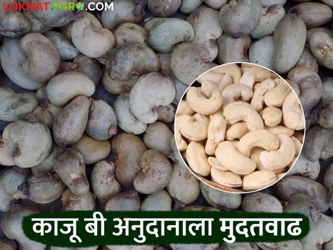 Kaju Beej Anudan Yojana : Extension of Government for Raw Cashew Subsidy Scheme | Kaju Beej Anudan Yojana : शासनाच्या काजू बी अनुदान योजनेला मुदतवाढ