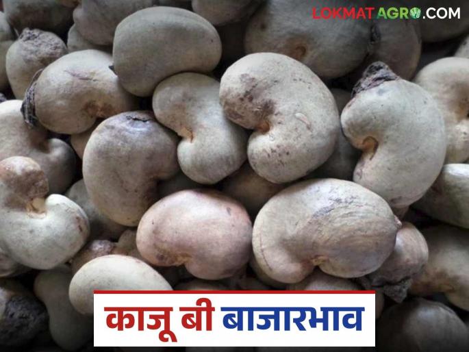 Kaju Bee Bajar Bhav : The price of cashew nut seed has increased in the ajara market; How is the price per kilo being obtained? | Kaju Bee Bajar Bhav : आजऱ्याच्या बाजारात काजूबियांचा दर वाढला; किलोला कसा मिळतोय दर?