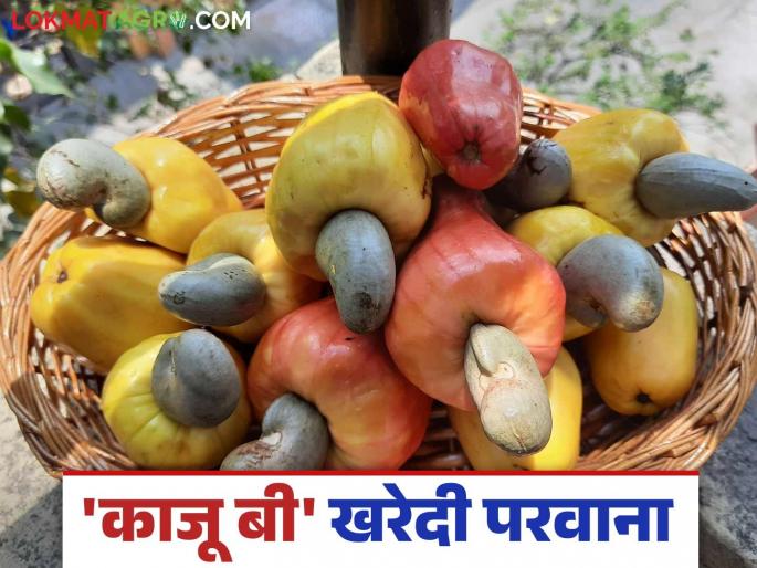 Kaju Kharedi : Action will be taken against those who buy cashew seeds without a license | Kaju Kharedi : विनापरवाना काजू बी खरेदी करणाऱ्यांवर होणार कारवाई
