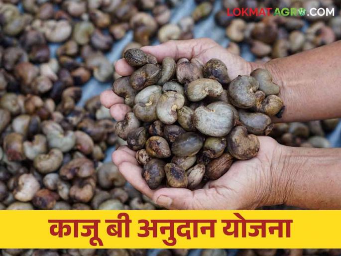Latest News Cashew farmers should submit applications for cashew seed subsidy, read details  | Agriculture News : काजू उत्पादक शेतकऱ्यांनी काजू बी अनुदानासाठी अर्ज सादर करावेत, वाचा सविस्तर 