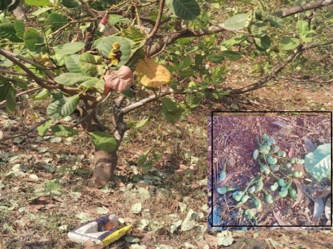 Heavy wind causes huge damage to cashew crop in Sindhudurg district | Sindhudurg: वादळी वाऱ्यामुळे काजू 'बी'चे नुकसान, उष्माघाताने मोहोरसुद्धा करपला Heavy wind causes huge damage to cashew crop in Sindhudurg district | Sindhudurg: वादळी वाऱ्यामुळे काजू 'बी'चे नुकसान, उष्माघाताने मोहोरसुद्धा करपला